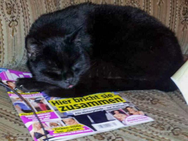 Kater Titus im neuen Zuhause / © 04.03.'16 Privat