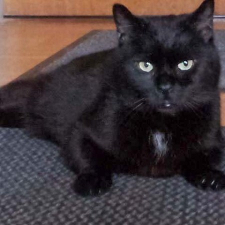 Kater Titus im neuen Zuhause / © 04.03.'16 Privat