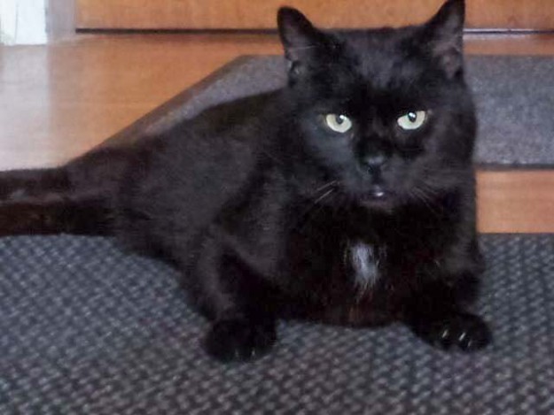 Kater Titus im neuen Zuhause / © 04.03.'16 Privat