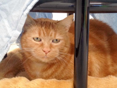 Kater Garfield / © 2016 Arche KaNaum (DN)