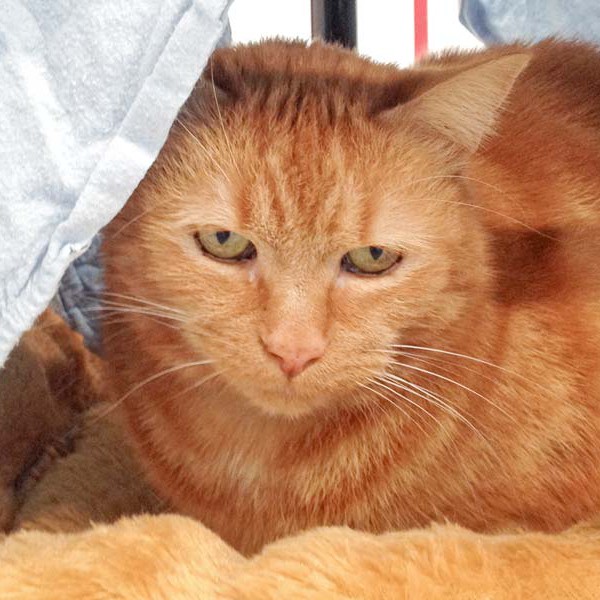 Kater Garfield  / © 2016 Arche KaNaum (DN) Kater Garfield / © 2016 Arche KaNaum (DN)