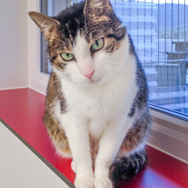 Kätzin Linda aus der Beschlagnahmung vom 23.02.’16 / © 2016 Arche KaNaum (DN) Kätzin Linda aus der Beschlagnahmung vom 23.02.'16 / © 2016 Arche KaNaum (DN)