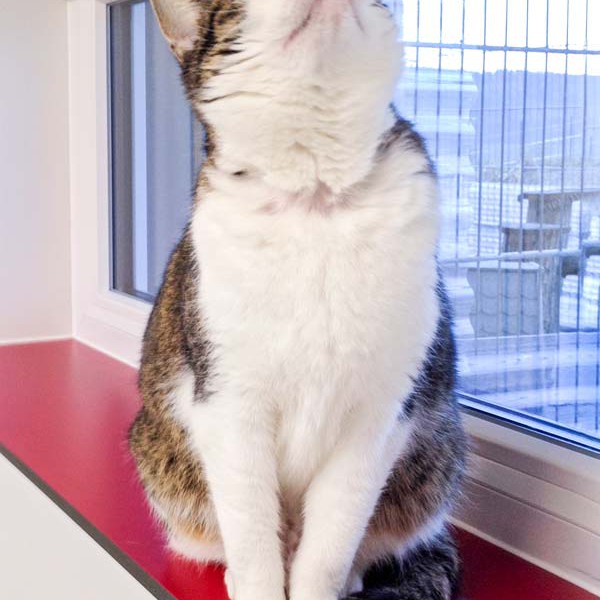 Kätzin Linda aus der Beschlagnahmung vom 23.02.’16 / © 2016 Arche KaNaum (DN) Kätzin Linda aus der Beschlagnahmung vom 23.02.'16 / © 2016 Arche KaNaum (DN)