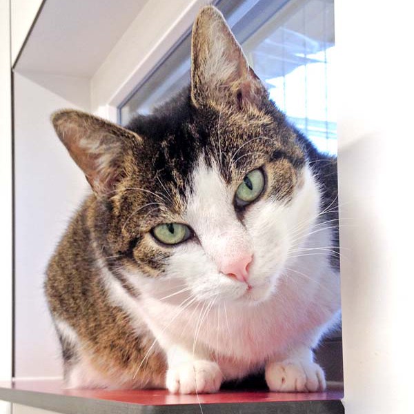 Kätzin Linda aus der Beschlagnahmung vom 23.02.’16 / © 2016 Arche KaNaum (DN) Kätzin Linda aus der Beschlagnahmung vom 23.02.'16 / © 2016 Arche KaNaum (DN)