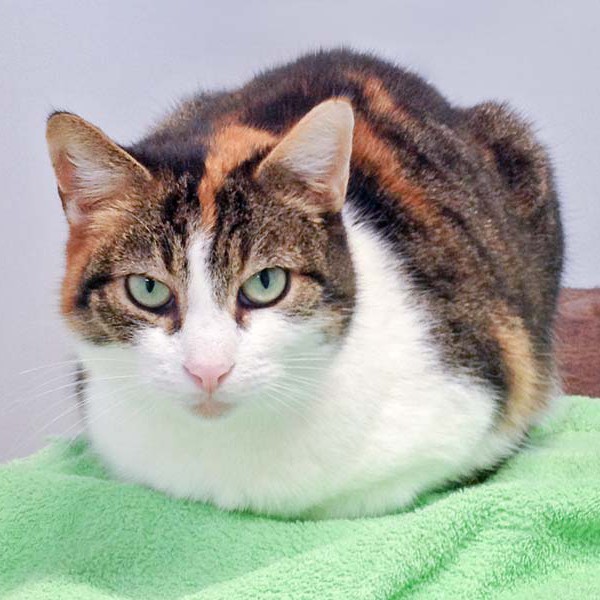 Kätzin Lisa aus der Beschlagnahmung vom 23.02.’16 / © 2016 Arche KaNaum (DN) Kätzin Lisa aus der Beschlagnahmung vom 23.02.'16 / © 2016 Arche KaNaum (DN)