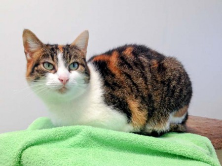 Kätzin Lisa / © 2016 Arche KaNaum (DN)