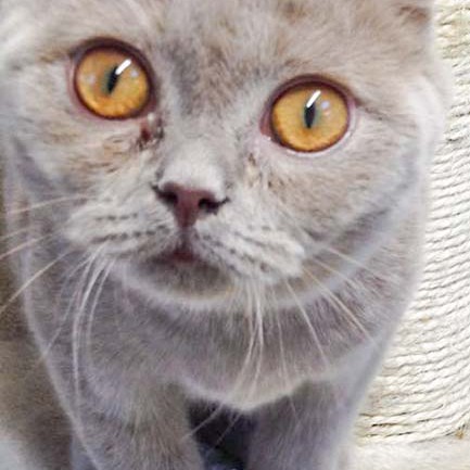 Kater Mogli aus der Beschlagnahmung vom 23.02.’16 / © 2016 Arche KaNaum (DN) Kater Mogli aus der Beschlagnahmung vom 23.02.'16 / © 2016 Arche KaNaum (DN)