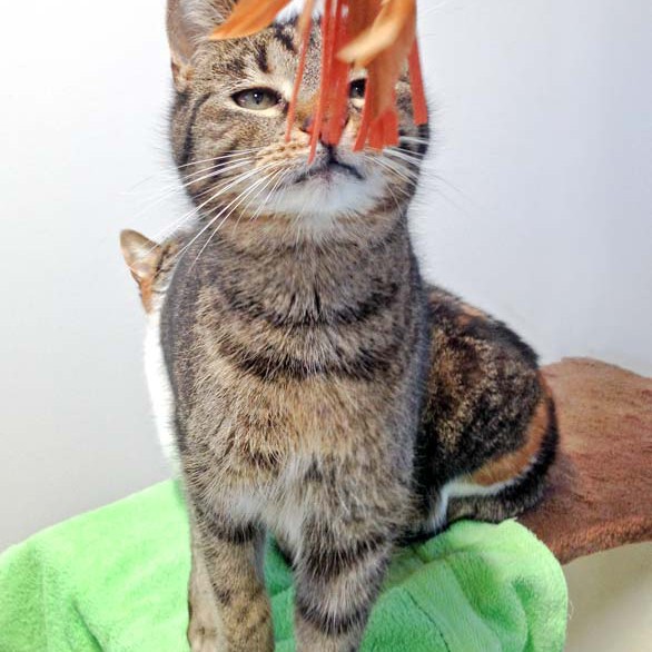 Kater Rocky / © 2016 Arche KaNaum (DN)