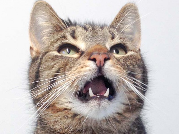 Kater Rocky / © 2016 Arche KaNaum (DN)