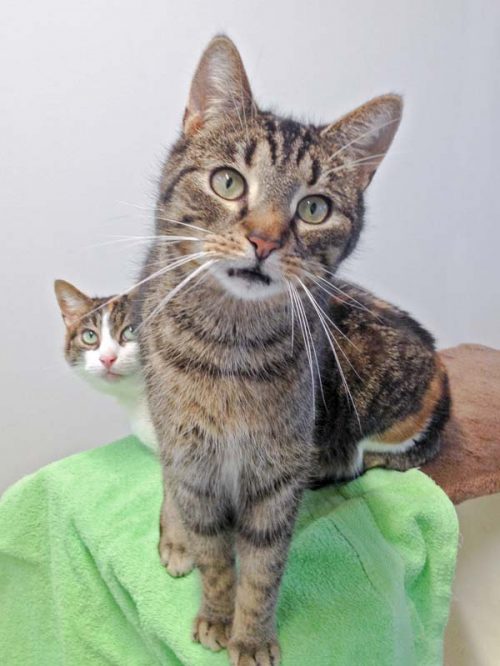 Kater Rocky / © 2016 Arche KaNaum (DN)