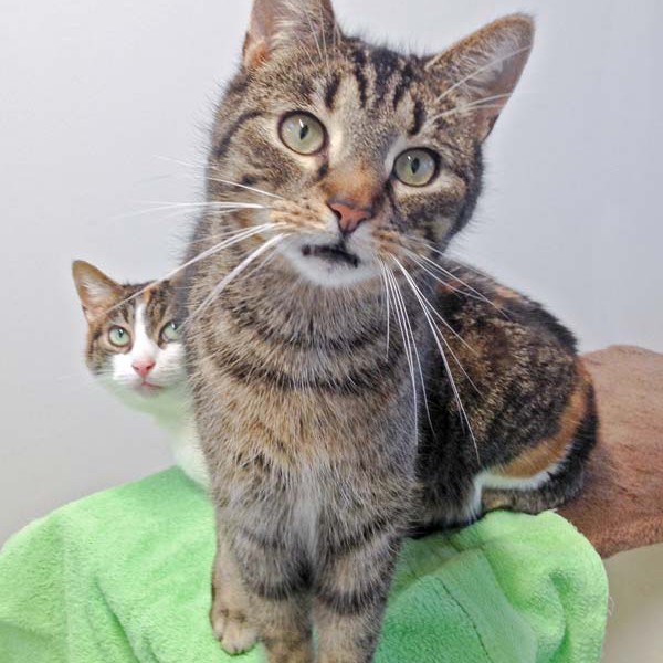 Kater Rocky / © 2016 Arche KaNaum (DN)