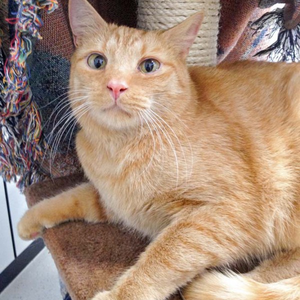 Kater Samson / © 2016 Arche KaNaum (DN)