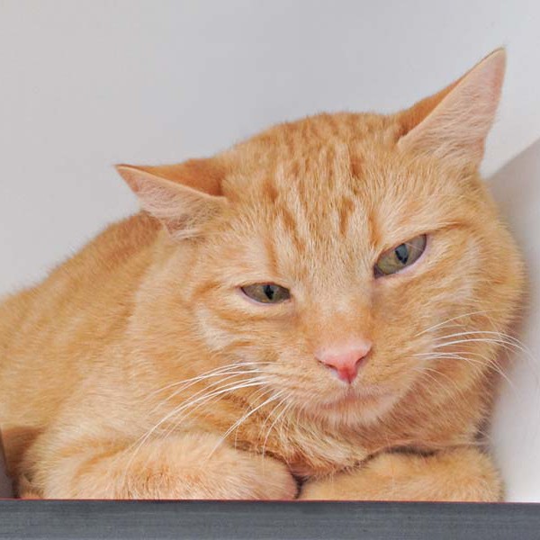 Kater Samson / © 2016 Arche KaNaum (DN)