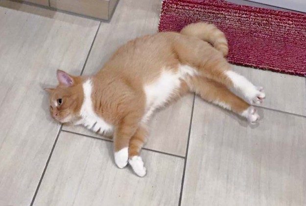 Kätzin Nele im neuen Zuhause / © 10.03.'16 Privat