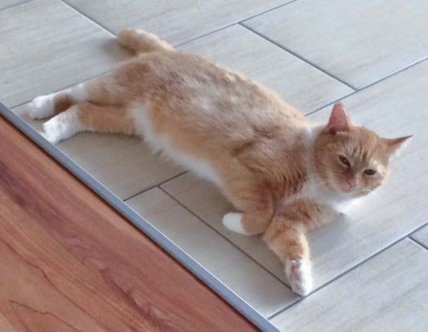 Kätzin Nele im neuen Zuhause / © 10.03.'16 Privat