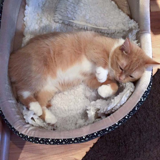 Kätzin Nele im neuen Zuhause / © 10.03.'16 Privat