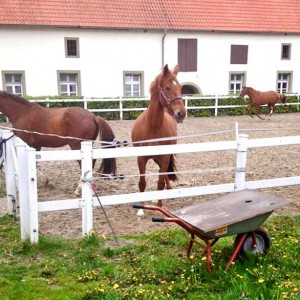 15-jährige Stute / © 2016 Privat