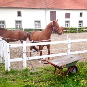 15-jährige Stute / © 2016 Privat