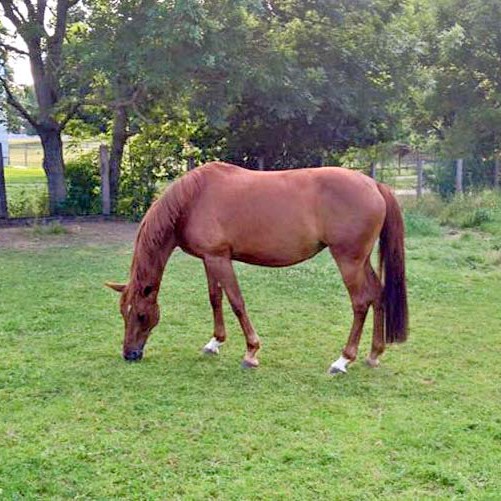 15-jährige Stute / © 2016 Privat