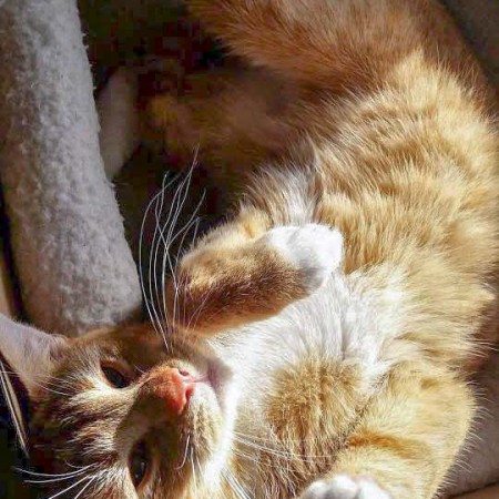 Kater Romeo im neuen Zuhause / © 11.03.'16 Privat