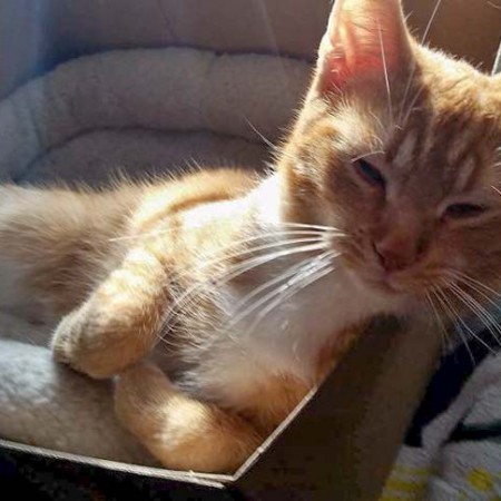 Kater Romeo im neuen Zuhause / © 11.03.'16 Privat