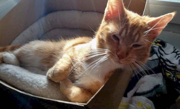 Kater Romeo im neuen Zuhause / © 11.03.'16 Privat