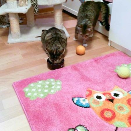 Kätzin Mausi (v.) mit Freundin Happy im neuen Zuhause / © 14.03.'16 Privat