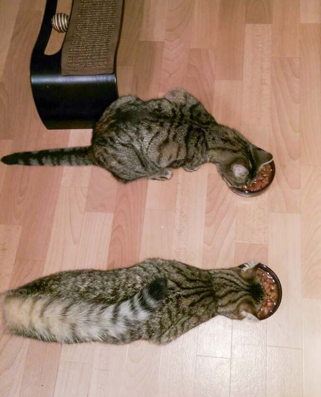 Kätzin Mausi und Freundin Happy im neuen Zuhause / © 14.03.'16 Privat