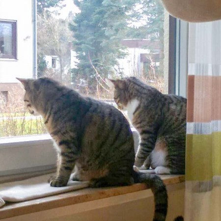 Kätzin Mausi (v.) mit Freundin Happy im neuen Zuhause / © 14.03.'16 Privat