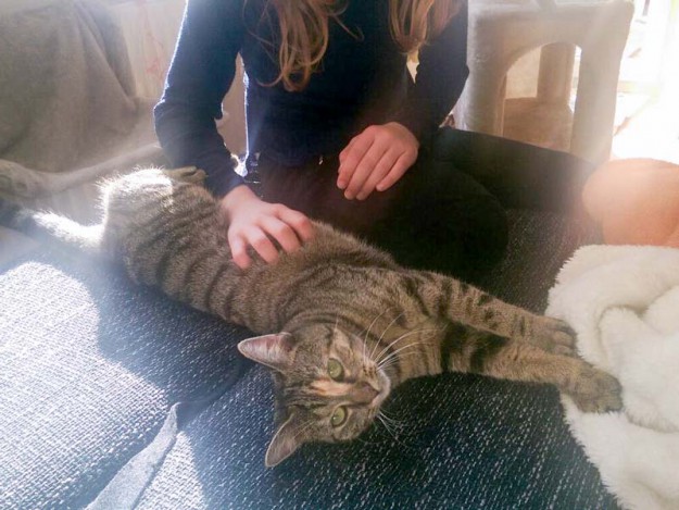 Kätzin Mausi im neuen Zuhause / © 14.03.'16 Privat