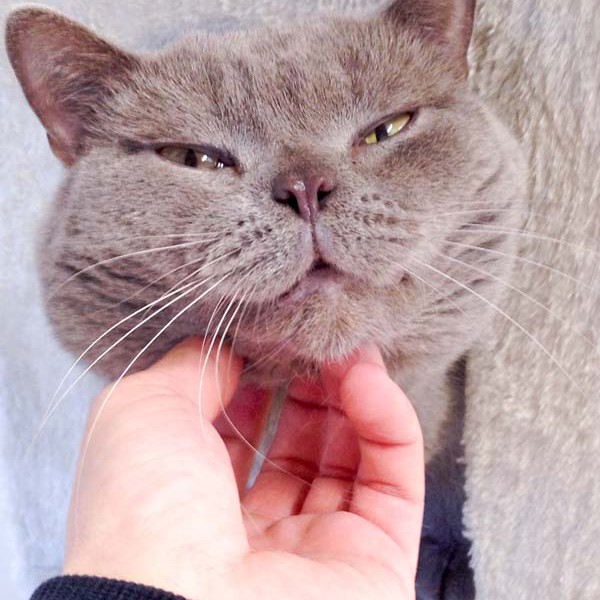 Kater Monty  / © 2016 Arche KaNaum (DN) Kater Monty / © 2016 Arche KaNaum (DN)