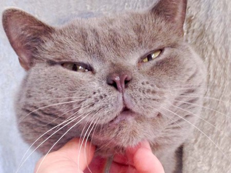 Kater Monty / © 2016 Arche KaNaum (DN)