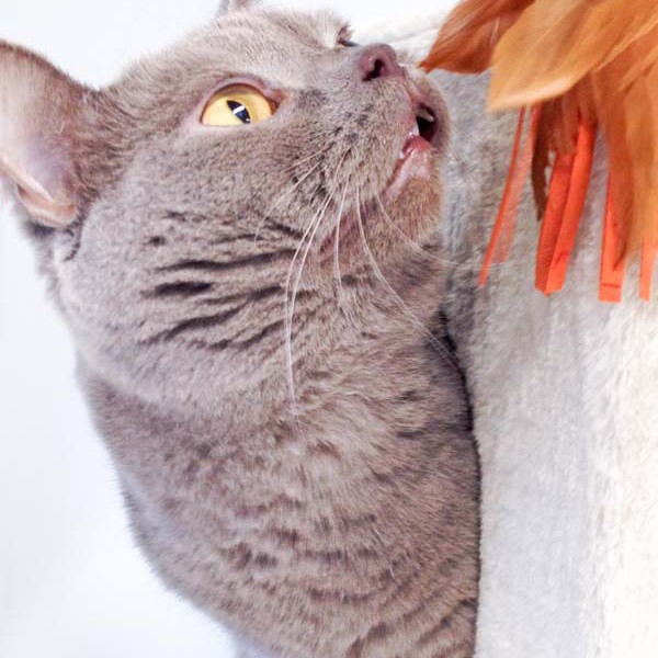 Kater Monty  / © 2016 Arche KaNaum (DN) Kater Monty / © 2016 Arche KaNaum (DN)