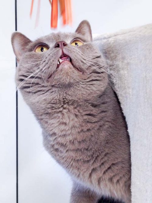 Kater Monty / © 2016 Arche KaNaum (DN)