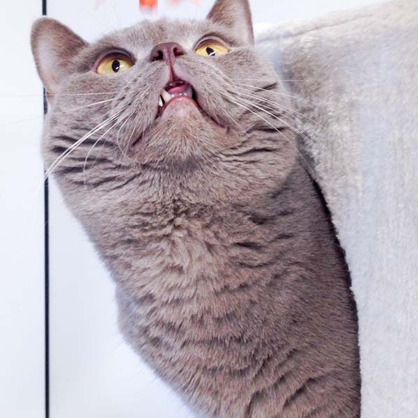 Kater Monty  / © 2016 Arche KaNaum (DN) Kater Monty / © 2016 Arche KaNaum (DN)