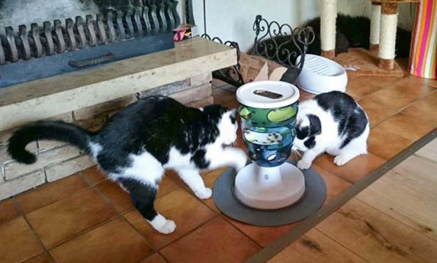 Kater Jonny (aka Niko, r.) mit Kumpel im neuen Zuhause / © 14.03.'16 Privat