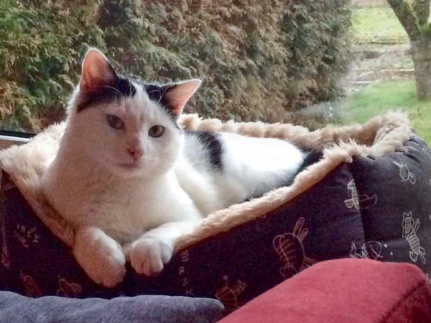 Kater Jonny (aka Niko) auf seinem Lieblingsplatz im neuen Zuhause / © 14.03.'16 Privat