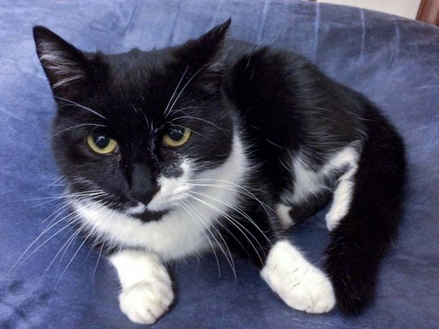 Vermisst: Kater Felix / © 2016 Privat