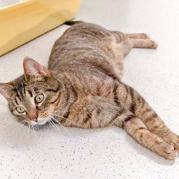 Kater Rocky / © 2016 Arche KaNaum (DN)