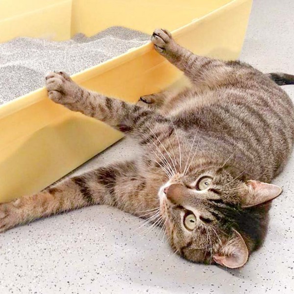 Kater Rocky / © 2016 Arche KaNaum (DN)