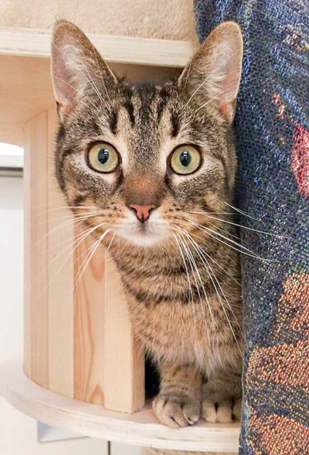 Kater Rocky / © 2016 Arche KaNaum (DN)