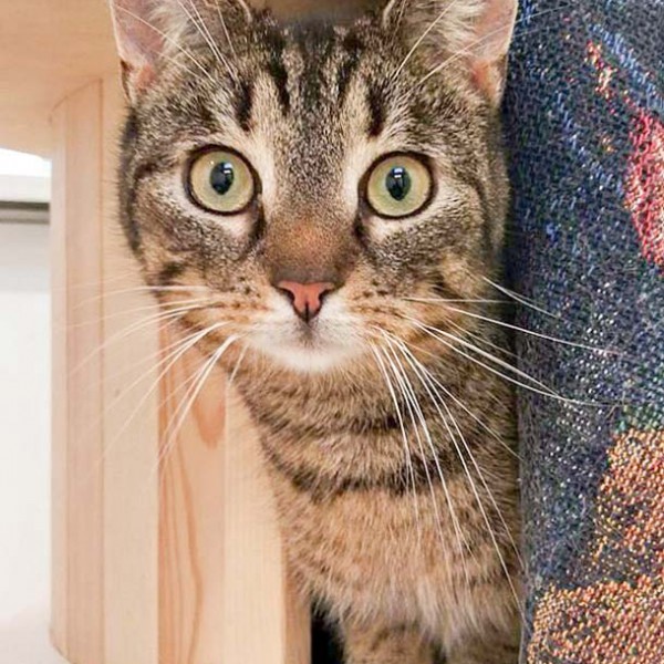 Kater Rocky / © 2016 Arche KaNaum (DN)