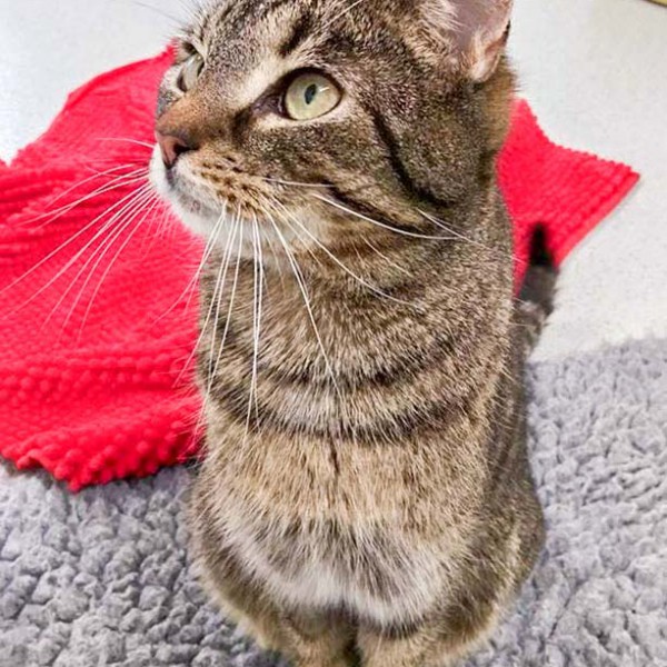 Kater Rocky / © 2016 Arche KaNaum (DN)