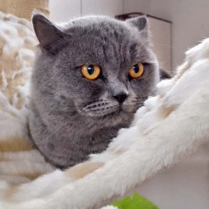 Kater Balou / © 2016 Arche KaNaum (DN)