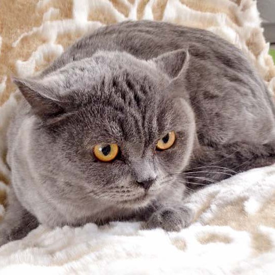 Kater Balou  / © 2016 Arche KaNaum (DN) Kater Balou / © 2016 Arche KaNaum (DN)