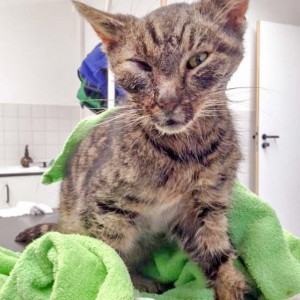 Graues Katerchen / © 2016 Arche KaNaum (DN)