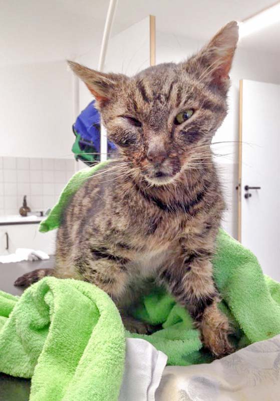 Graues Katerchen / © 2016 Arche KaNaum (DN)