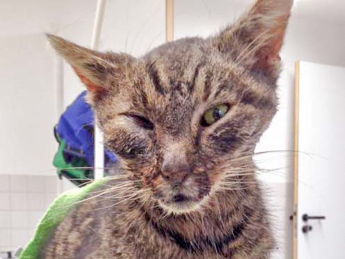 Graues Katerchen / © 2016 Arche KaNaum (DN)