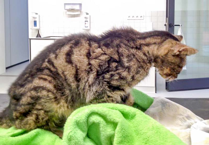 Graues Katerchen / © 2016 Arche KaNaum (DN)