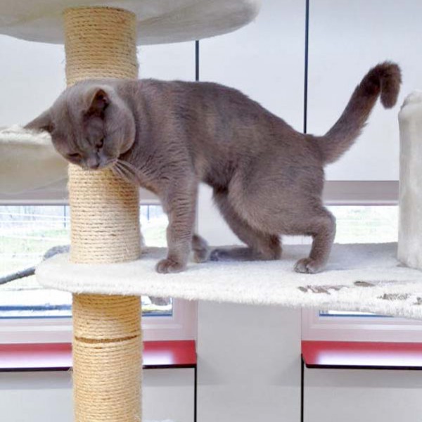 Kater Monty  / © 2016 Arche KaNaum (DN) Kater Monty / © 2016 Arche KaNaum (DN)